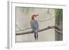 Red-Bellied Woodpecker-Gary Carter-Framed Photographic Print