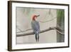 Red-Bellied Woodpecker-Gary Carter-Framed Photographic Print