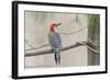 Red-Bellied Woodpecker-Gary Carter-Framed Photographic Print