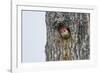 Red-Bellied Woodpecker-Gary Carter-Framed Photographic Print