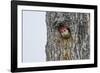 Red-Bellied Woodpecker-Gary Carter-Framed Photographic Print