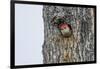 Red-Bellied Woodpecker-Gary Carter-Framed Photographic Print