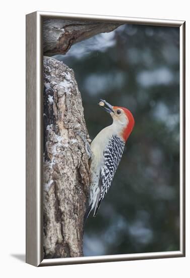 Red-Bellied Woodpecker-Gary Carter-Framed Photographic Print