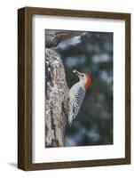 Red-Bellied Woodpecker-Gary Carter-Framed Photographic Print