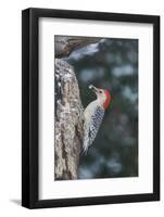 Red-Bellied Woodpecker-Gary Carter-Framed Photographic Print