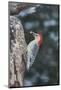 Red-Bellied Woodpecker-Gary Carter-Mounted Photographic Print