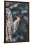 Red-Bellied Woodpecker-Gary Carter-Framed Photographic Print