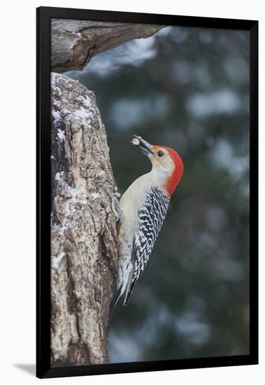 Red-Bellied Woodpecker-Gary Carter-Framed Photographic Print