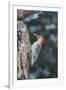 Red-Bellied Woodpecker-Gary Carter-Framed Photographic Print