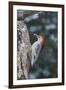 Red-Bellied Woodpecker-Gary Carter-Framed Photographic Print