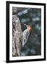 Red-Bellied Woodpecker-Gary Carter-Framed Photographic Print