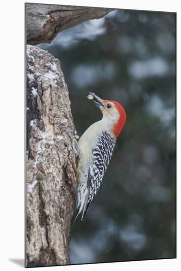 Red-Bellied Woodpecker-Gary Carter-Mounted Photographic Print