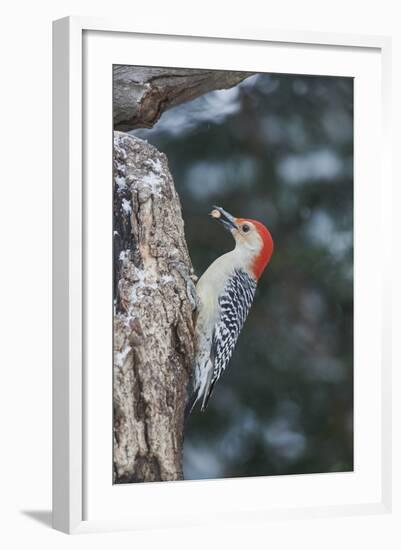 Red-Bellied Woodpecker-Gary Carter-Framed Photographic Print