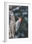 Red-Bellied Woodpecker-Gary Carter-Framed Photographic Print