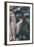 Red-Bellied Woodpecker-Gary Carter-Framed Photographic Print