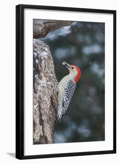 Red-Bellied Woodpecker-Gary Carter-Framed Photographic Print