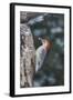 Red-Bellied Woodpecker-Gary Carter-Framed Photographic Print