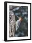 Red-Bellied Woodpecker-Gary Carter-Framed Photographic Print