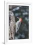 Red-Bellied Woodpecker-Gary Carter-Framed Photographic Print