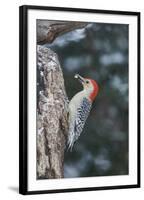 Red-Bellied Woodpecker-Gary Carter-Framed Photographic Print