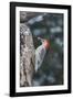 Red-Bellied Woodpecker-Gary Carter-Framed Photographic Print