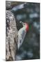 Red-Bellied Woodpecker-Gary Carter-Mounted Photographic Print