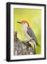 Red-Bellied Woodpecker-null-Framed Photographic Print