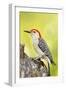 Red-Bellied Woodpecker-null-Framed Photographic Print
