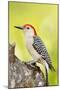 Red-Bellied Woodpecker-null-Mounted Photographic Print