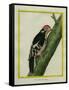 Red-Bellied Woodpecker-Georges-Louis Buffon-Framed Stretched Canvas