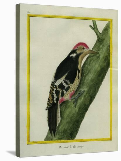 Red-Bellied Woodpecker-Georges-Louis Buffon-Stretched Canvas