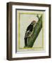 Red-Bellied Woodpecker-Georges-Louis Buffon-Framed Giclee Print