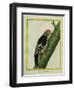 Red-Bellied Woodpecker-Georges-Louis Buffon-Framed Giclee Print