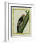 Red-Bellied Woodpecker-Georges-Louis Buffon-Framed Giclee Print