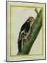 Red-Bellied Woodpecker-Georges-Louis Buffon-Mounted Giclee Print