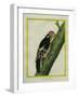 Red-Bellied Woodpecker-Georges-Louis Buffon-Framed Giclee Print