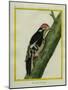 Red-Bellied Woodpecker-Georges-Louis Buffon-Mounted Giclee Print