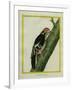 Red-Bellied Woodpecker-Georges-Louis Buffon-Framed Giclee Print