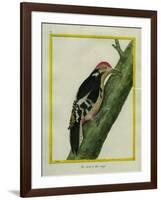 Red-Bellied Woodpecker-Georges-Louis Buffon-Framed Giclee Print