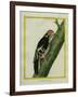 Red-Bellied Woodpecker-Georges-Louis Buffon-Framed Giclee Print