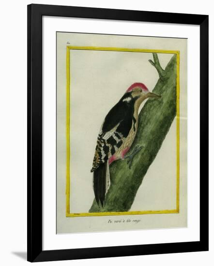 Red-Bellied Woodpecker-Georges-Louis Buffon-Framed Giclee Print