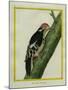 Red-Bellied Woodpecker-Georges-Louis Buffon-Mounted Giclee Print