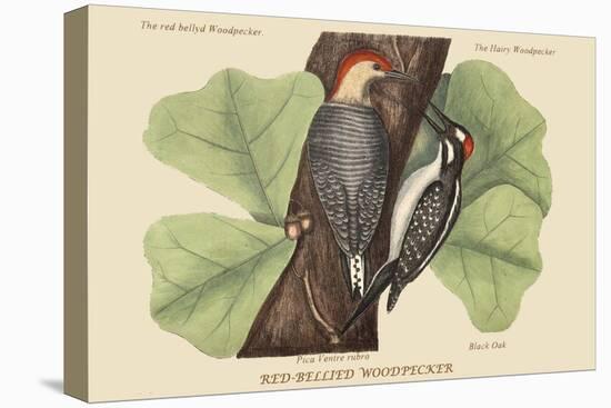 Red Bellied Woodpecker-Mark Catesby-Stretched Canvas