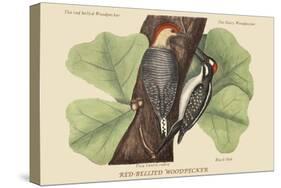 Red Bellied Woodpecker-Mark Catesby-Stretched Canvas