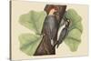 Red Bellied Woodpecker-Mark Catesby-Stretched Canvas