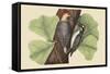 Red Bellied Woodpecker-Mark Catesby-Framed Stretched Canvas