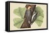 Red Bellied Woodpecker-Mark Catesby-Framed Stretched Canvas