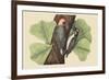 Red Bellied Woodpecker-Mark Catesby-Framed Art Print