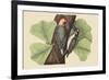 Red Bellied Woodpecker-Mark Catesby-Framed Art Print