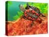 Red Belly Turtle Hatchling, Native to Southern USA-David Northcott-Stretched Canvas